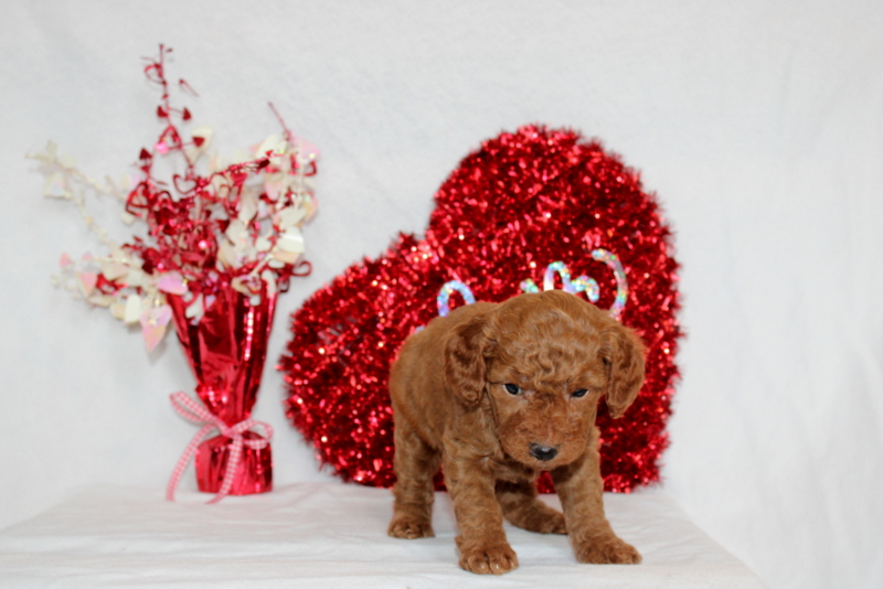 puppy, for, sale, Mini Berndoodle F2B, Matthew B. Stoltzfus, dog, breeder, Gap, PA, dog-breeder, puppy-for-sale, forsale, nearby, find, puppyfind, locator, puppylocator, aca